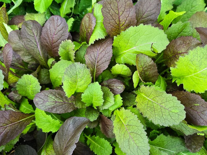 Mustard Greens With Peppery Zing