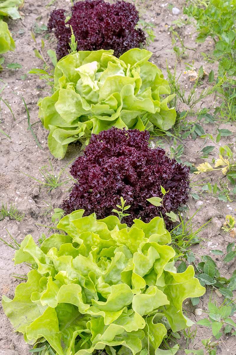 Leaf Lettuce Gets The Season Going Fast