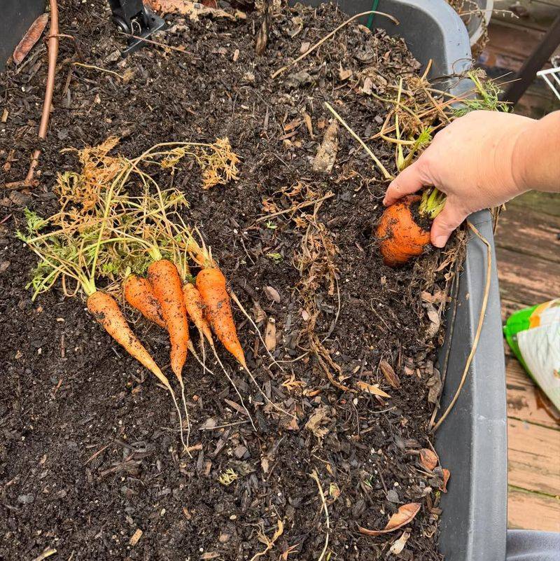 Carrots Sweet And Crunchy Roots
