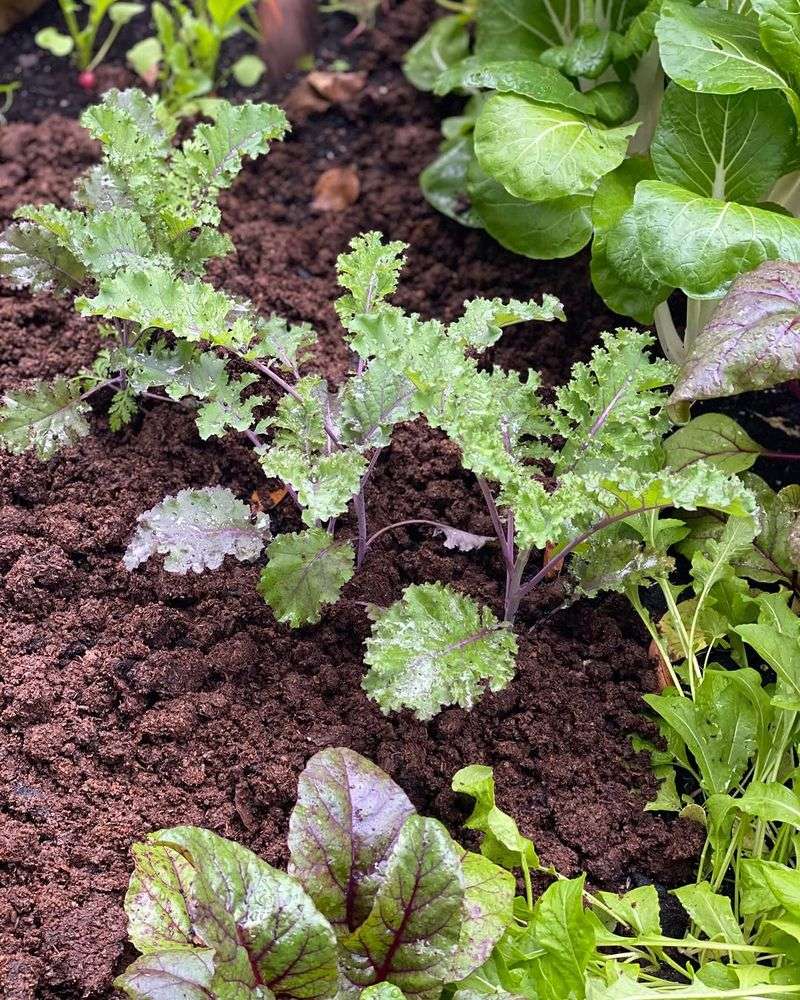 Kale Handles Cold And Keeps Producing