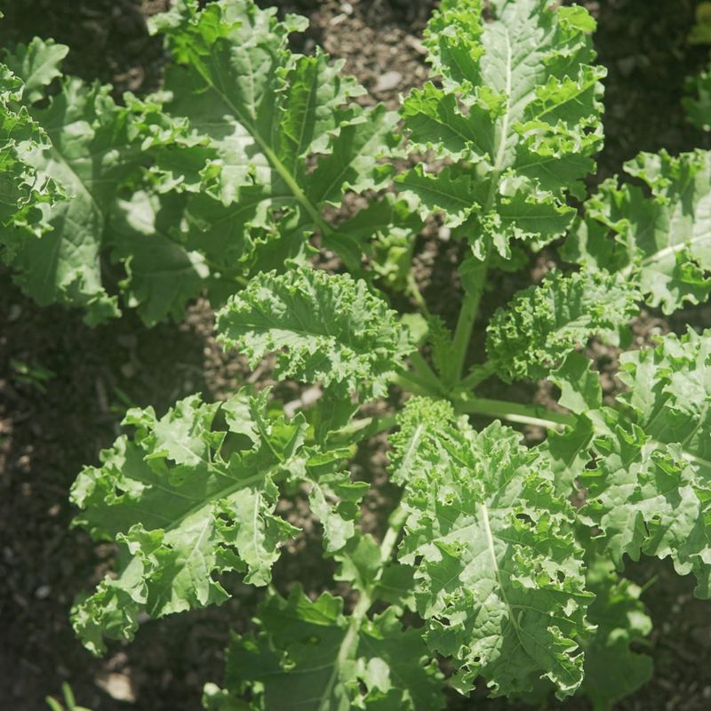Kale Flexing Its Leafy Strength