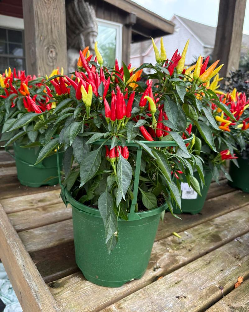 Peppers Grow Well In Containers And Small Beds