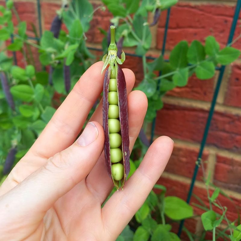 Peas That Seem Innocent But Keep You Guessing
