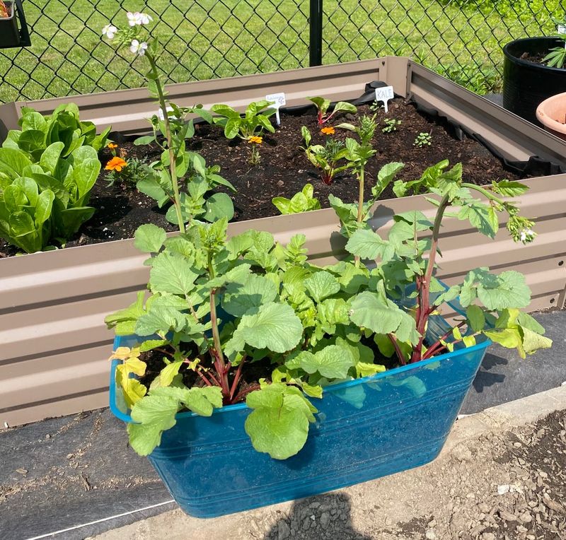 Radishes Ready In Just Weeks For Crisp Salads