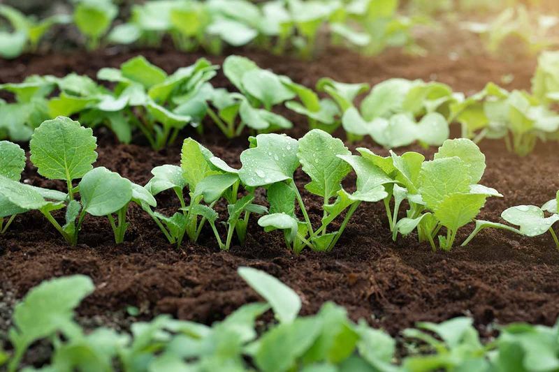 Radishes Bring Fast Spring Crunch
