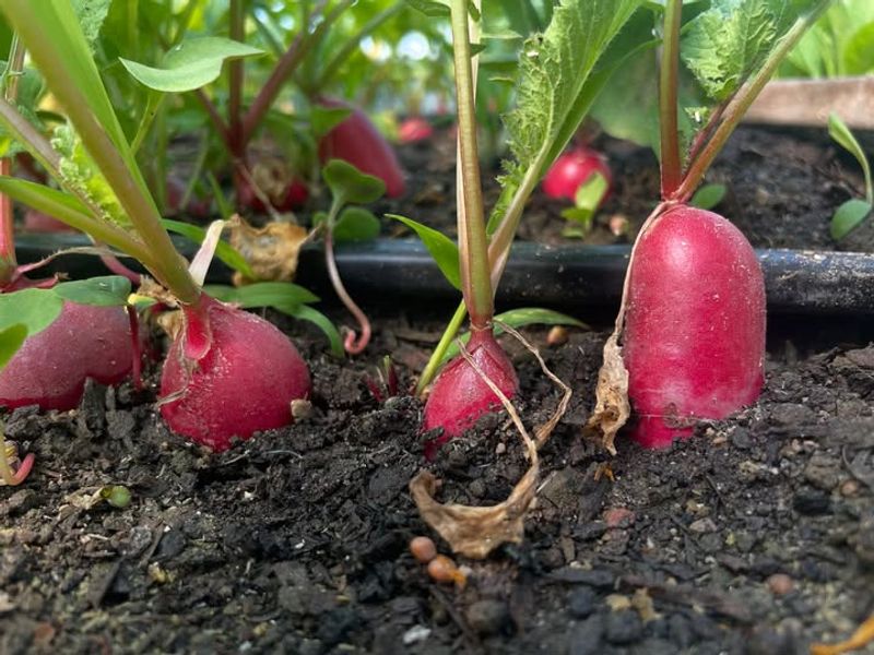 Radishes Mature Fast In Early Spring Gardens