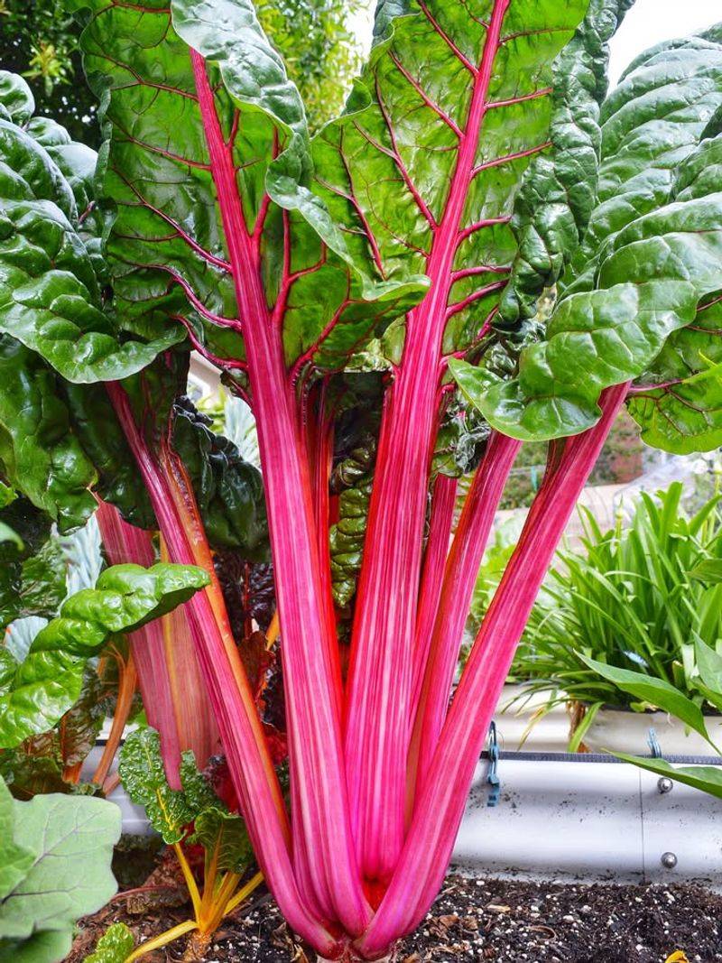 Swiss Chard With Colorful Stems