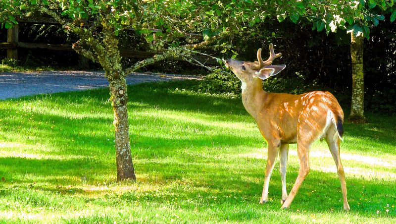 Young Fruit Tree Leaves (Apple, Peach, Pear)