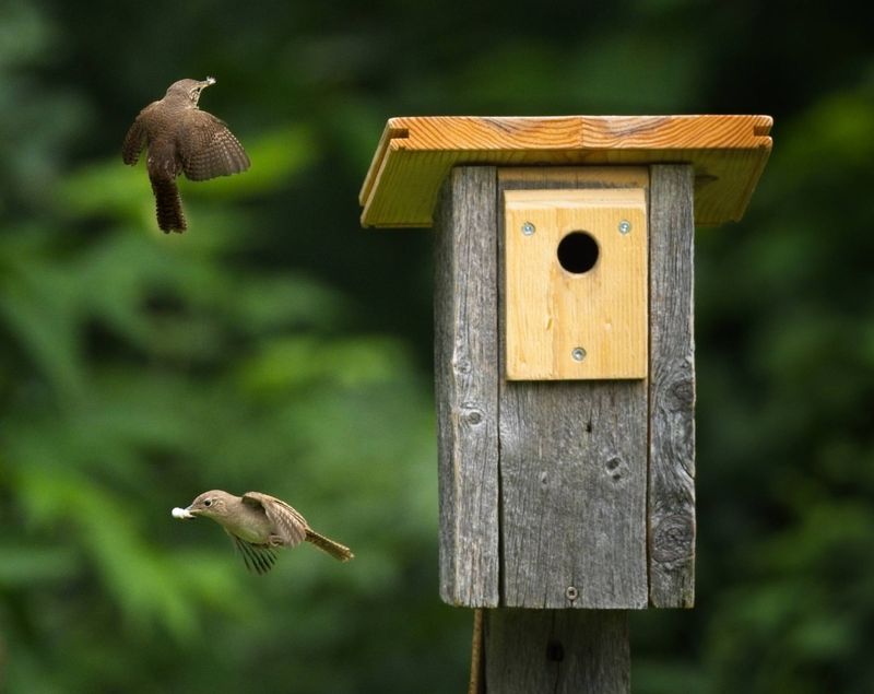 Strategic Pruning Limits Launch Pads