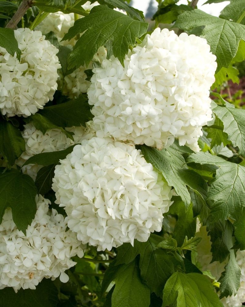 Viburnum