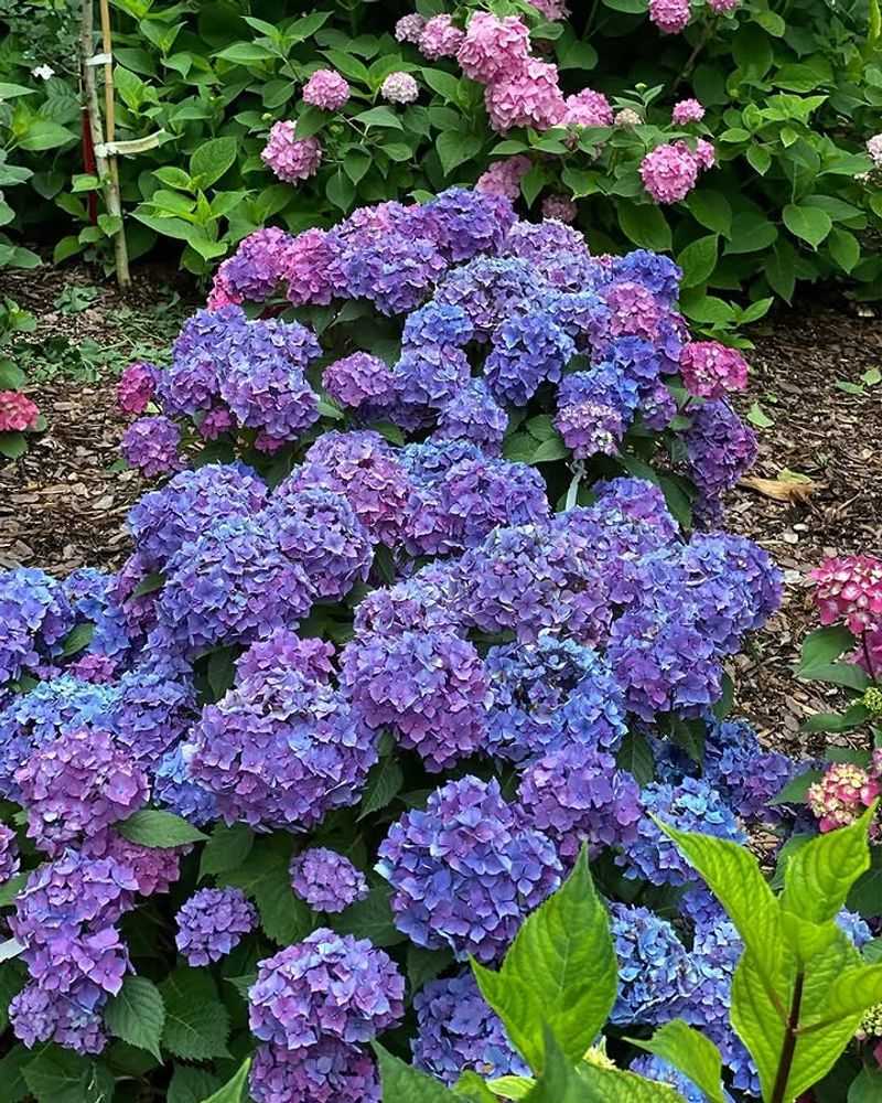 Hydrangea