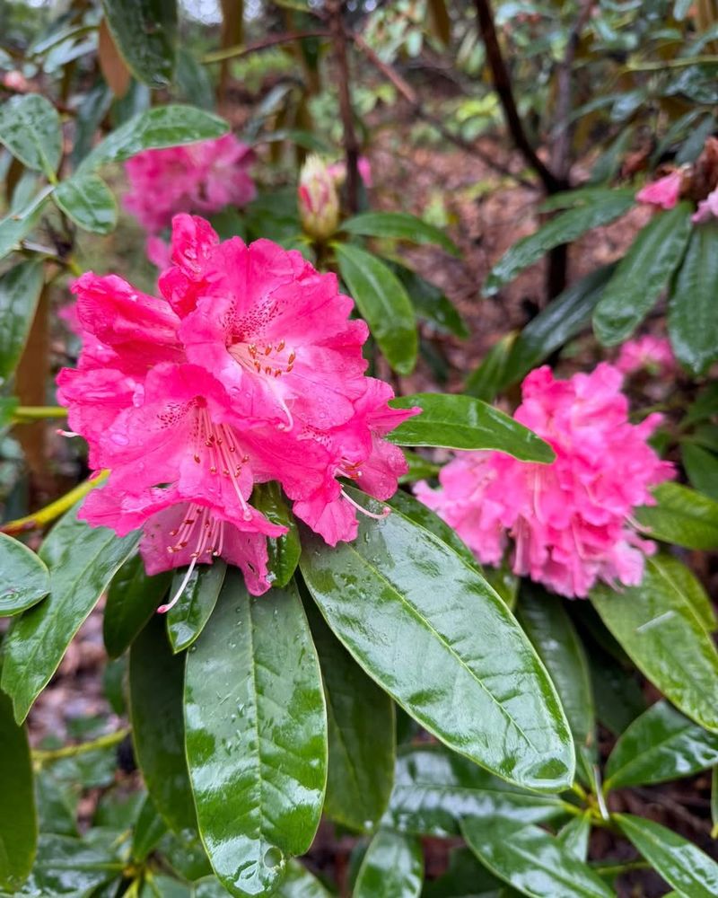 Rhododendron
