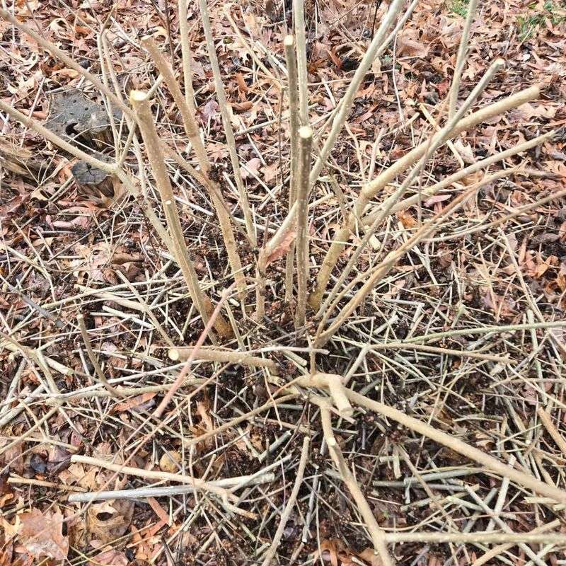 Beautyberry Responds Well To Late Winter Cutbacks