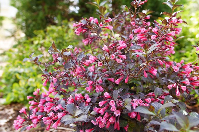 Weigela Shows Off Bright Tubular Blooms In Spring