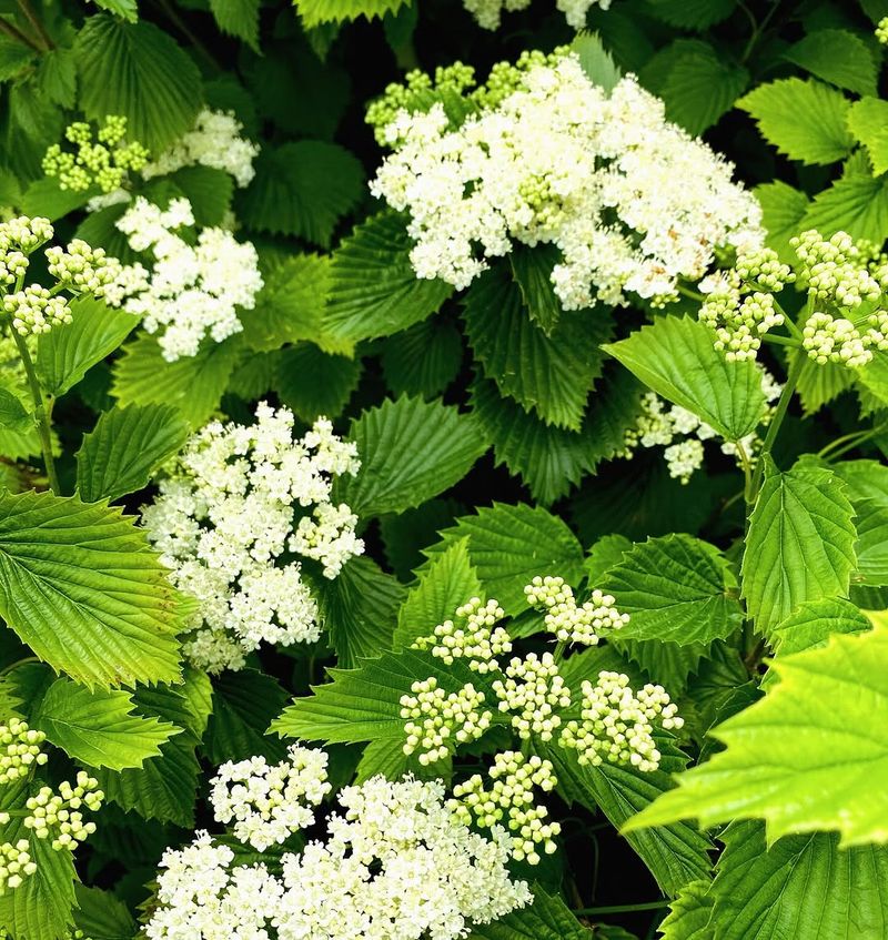 Viburnum (Many Spring-Flowering Varieties)