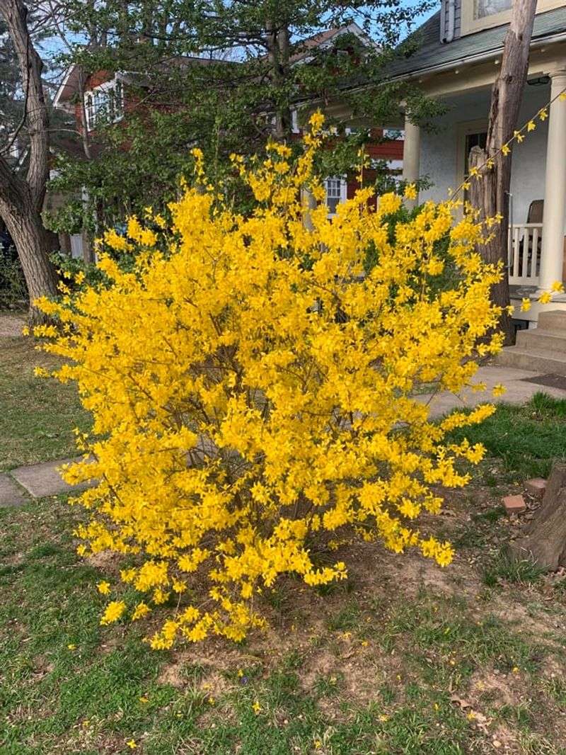 Forsythia
