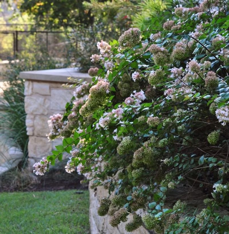 Abelia Handles Early Pruning Before New Growth Appears