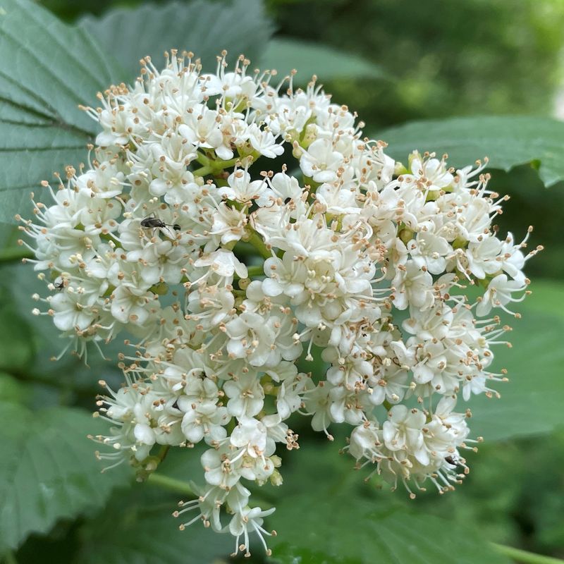 Viburnum Brings Full Rounded Blooms In Early Spring
