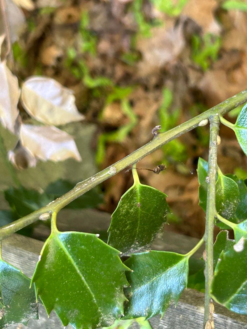 Holly Shrubs Showing Scale Insects And Sticky Residue