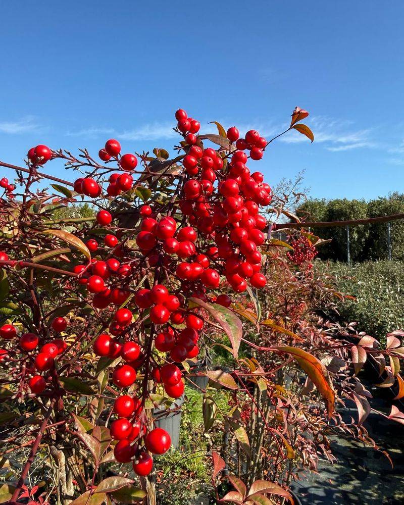 Nandina (Nandina Domestica)