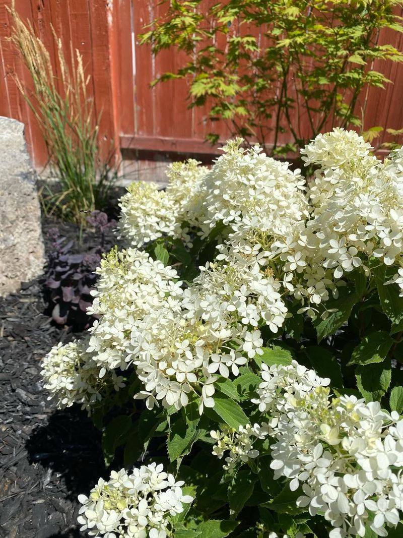 Hydrangea (Smooth And Panicle Types)