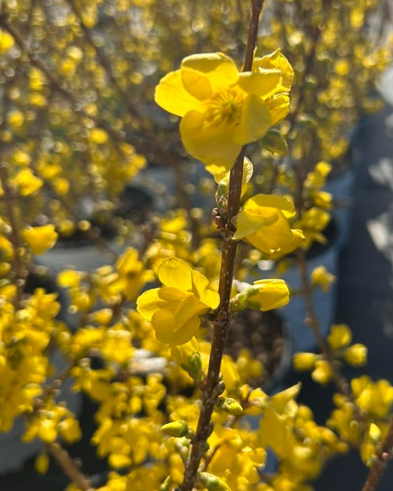 Forsythia
