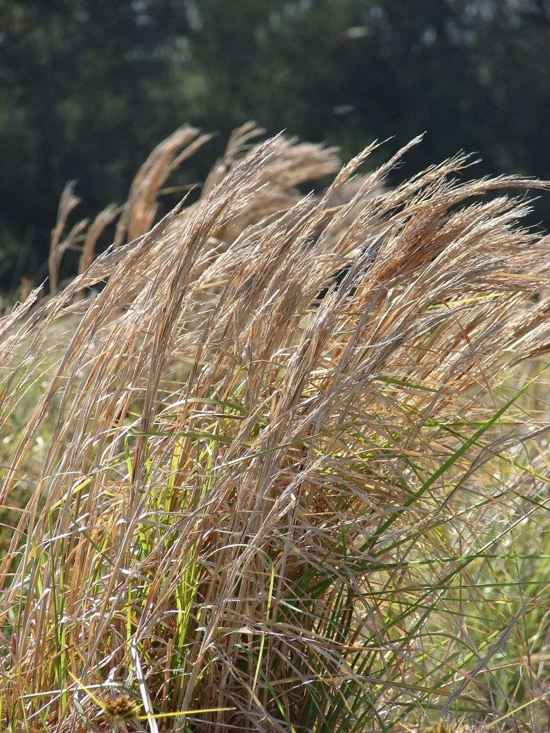 Broomsedge Adds Texture Even In Poor Soil