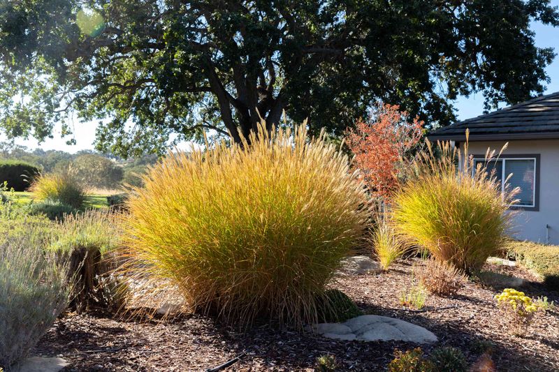 Cut Back Ornamental Grasses Before Spring