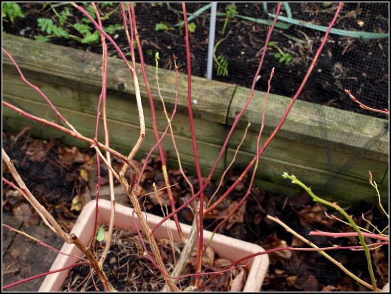 Clear Out Weak Growth To Boost Berry Production