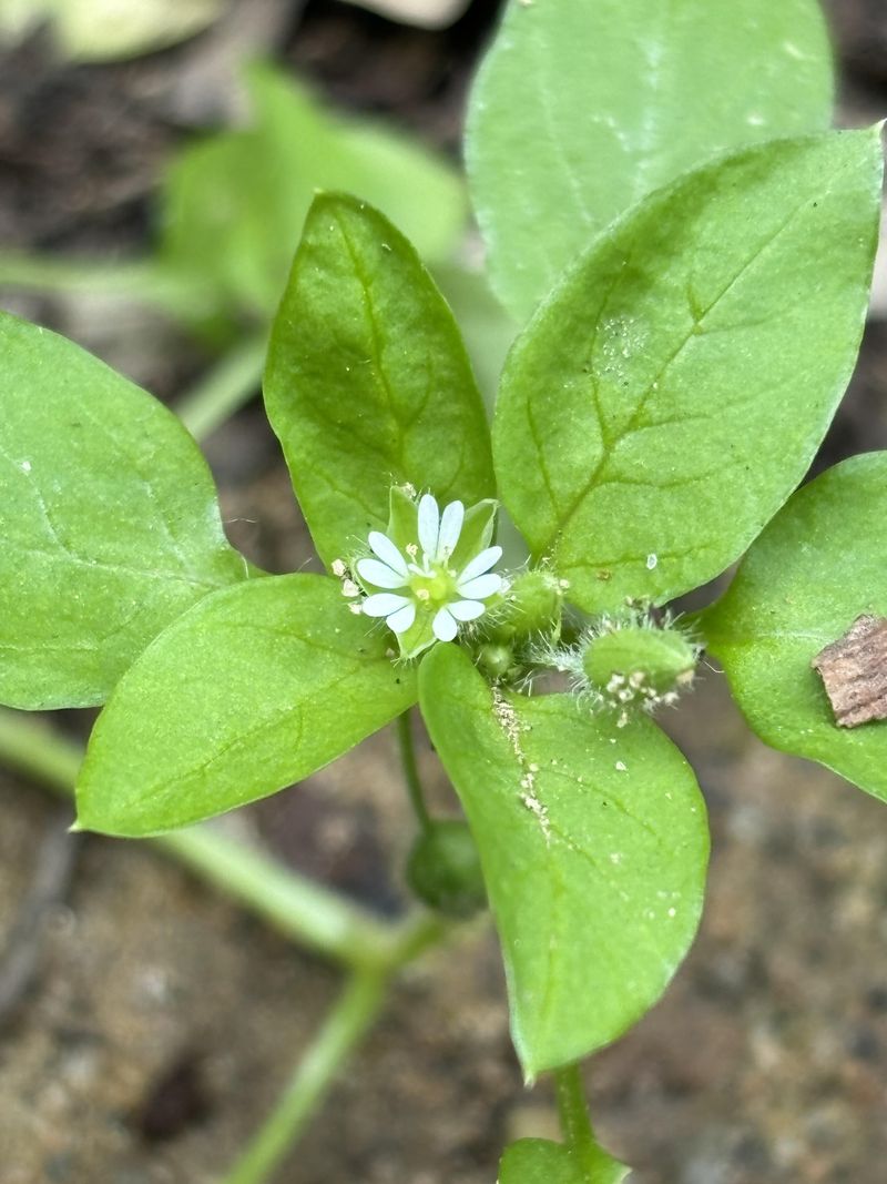 Remove Flowering Plants Fast To Cut Down Future Spread