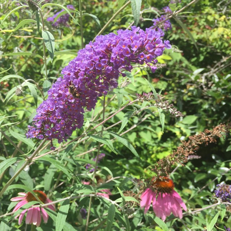 Give Your Butterfly Bush Plenty Of Sun