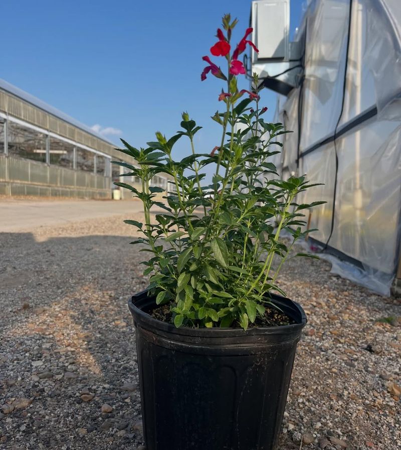 Scarlet Sage Handles Heat And Thrives In Sunny Patio Pots