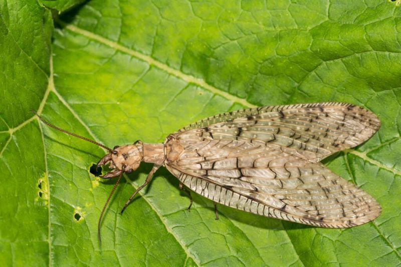 Eastern Dobsonfly