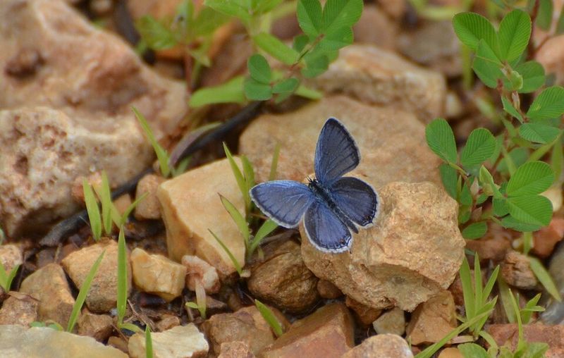 Eastern Tailed-Blue Offers Tiny Flashes Of Blue In Grassy Areas