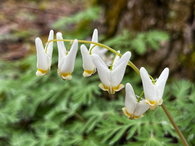 Dutchman's Breeches (Dicentra Cucullaria)