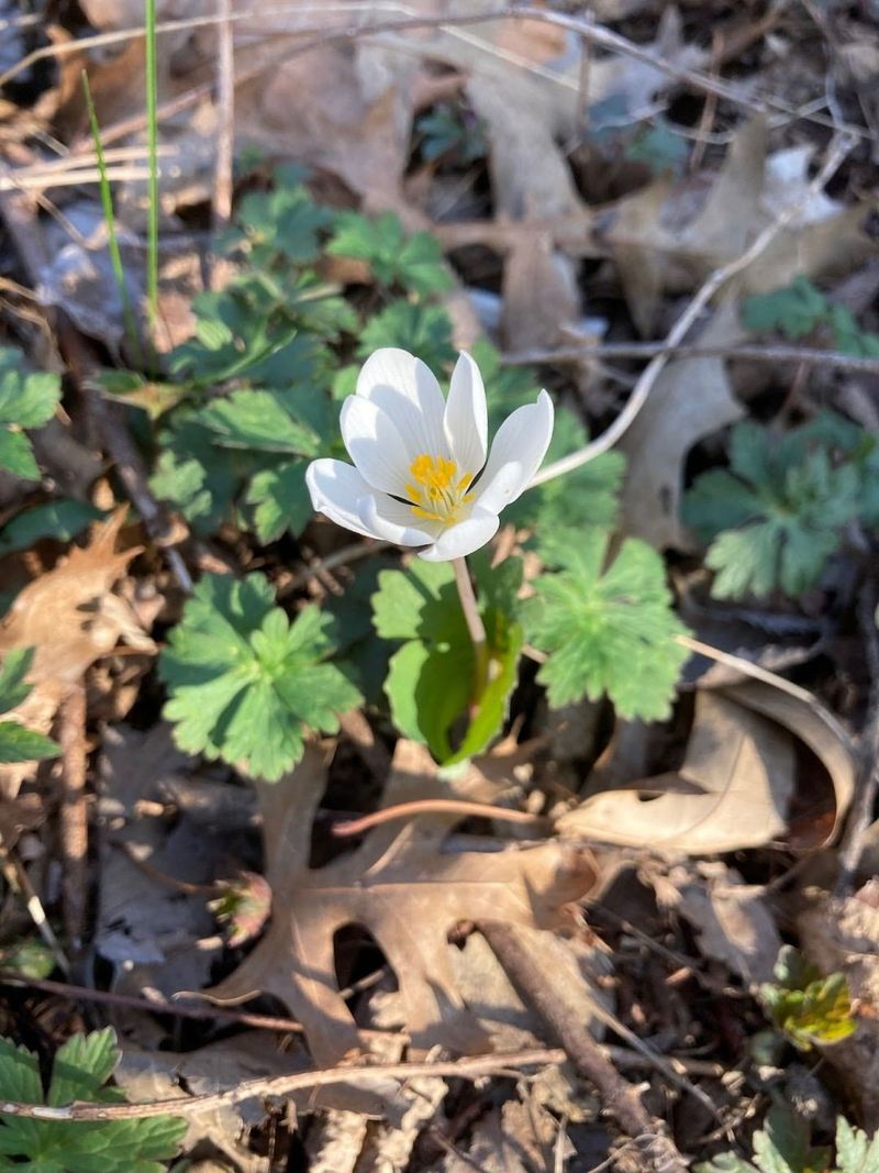 Bloodroot