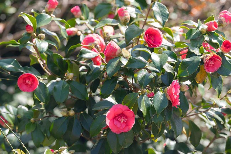 Spring-Blooming Camellias
