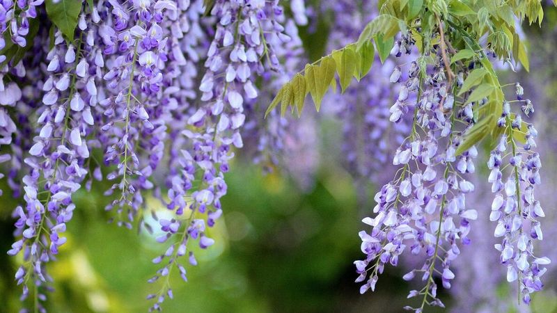 Wisteria