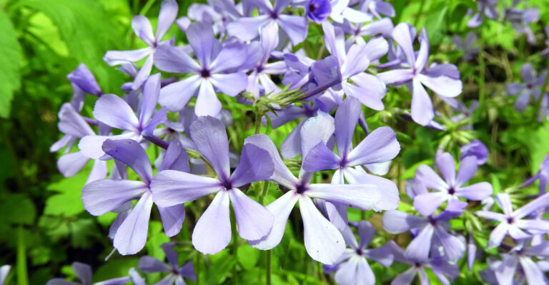 woodland phlox