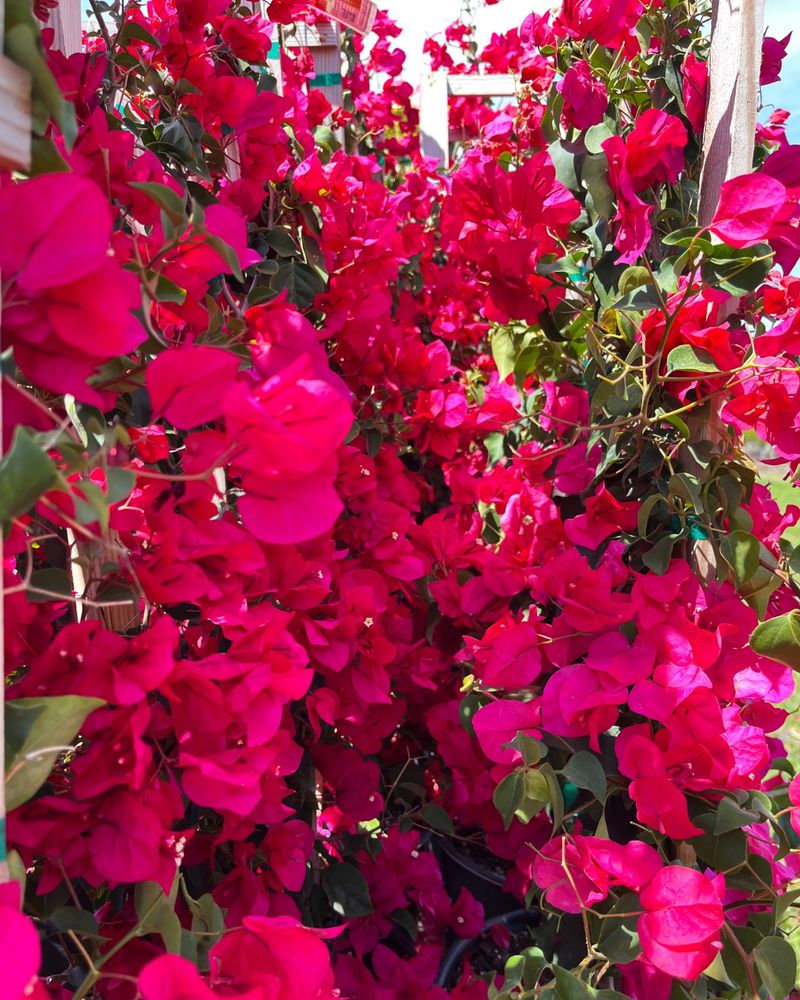 Bougainvillea Needs Time To Recover From Frost Damage