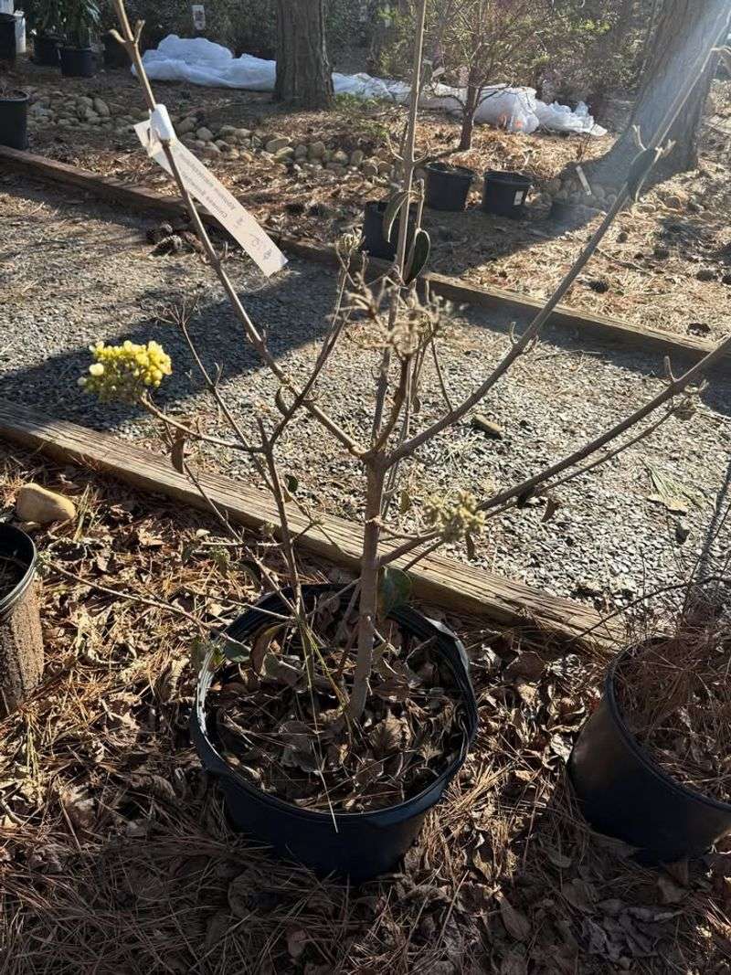 Snowball Viburnum Needs Only Light Pruning After Flowering