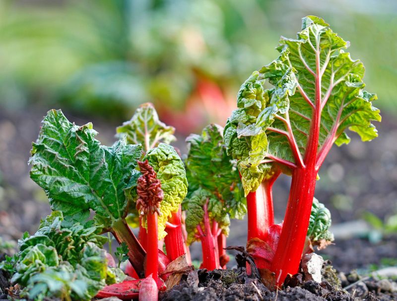 Rhubarb Plants In Early Spring