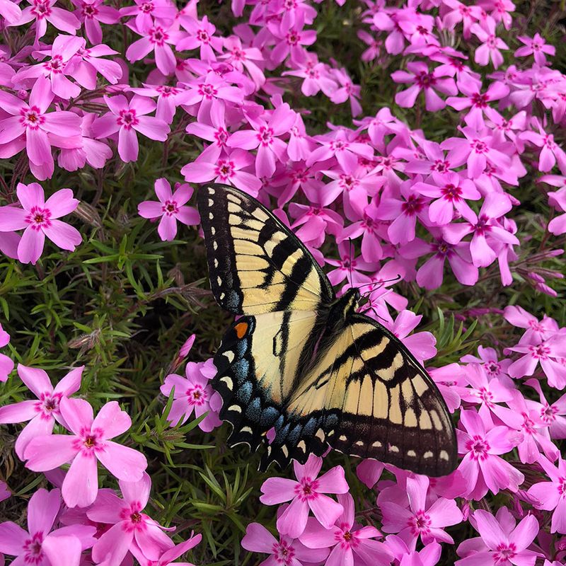 Why Butterflies Keep Coming Back To The Blooms