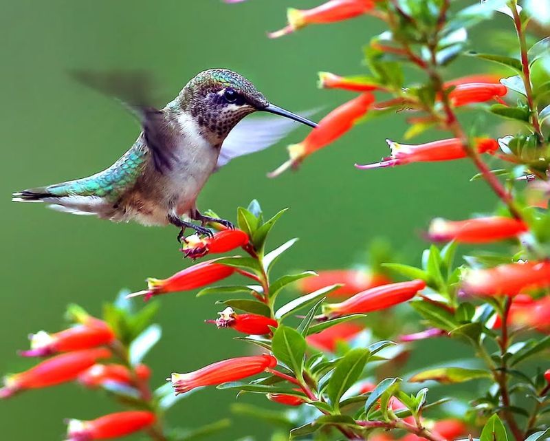 Hummingbirds Are Drawn To The Nectar-Rich Flowers
