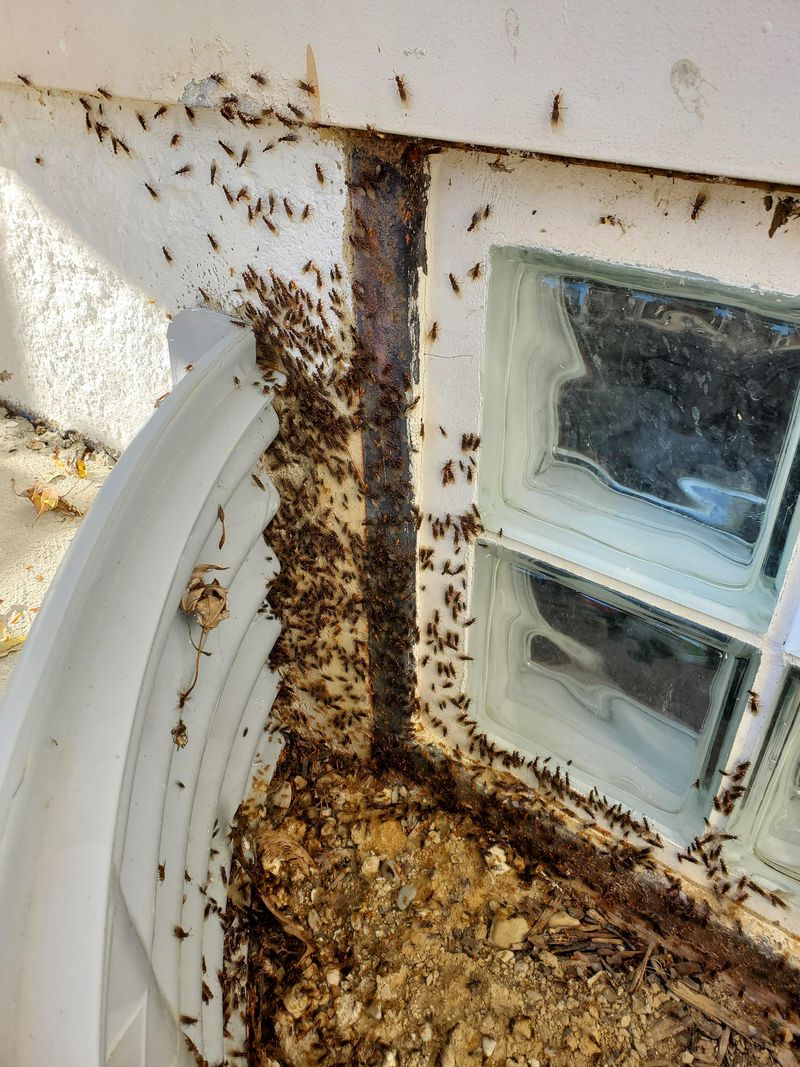 Colonies Expand After Winter