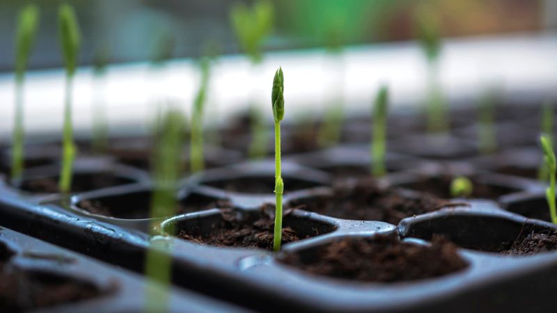 Start Seeds Indoors Early To Get A Head Start On Spring