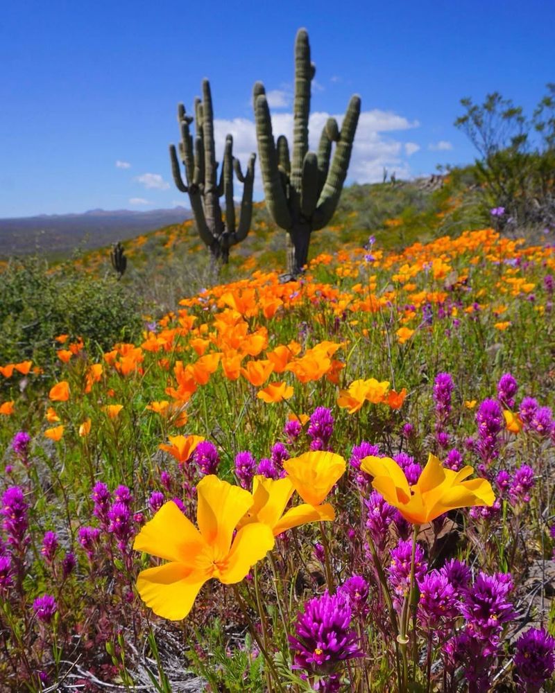 Cooler Weather Reduces Stress On Newly Planted Plants