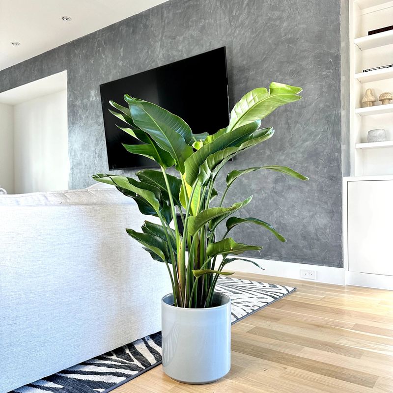 Bright Light Supports Recovery After Trimming