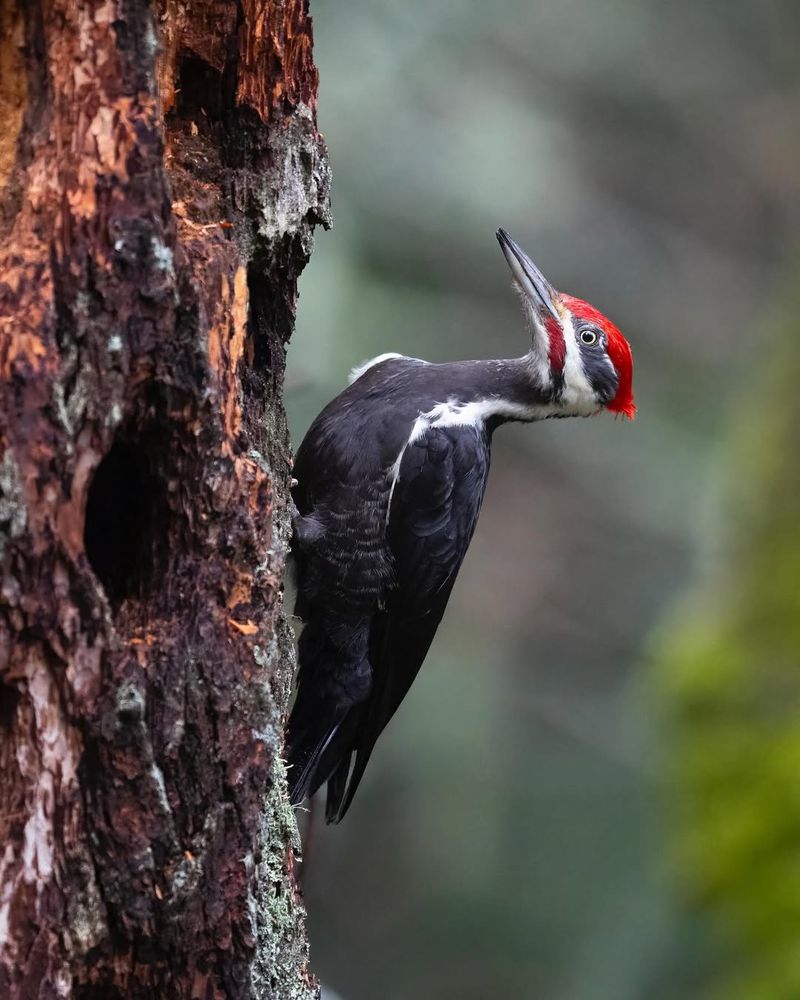 They Are Defending Territory