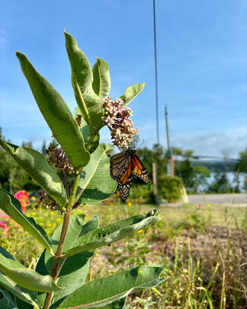 Breeding Season Starts
